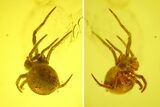 Detailed Fossil Spider (Araneae) in Baltic Amber #163459-1